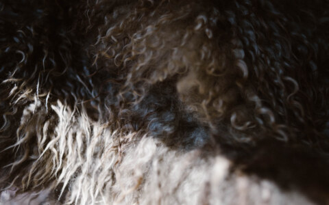 Image Not Found On Media Library