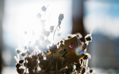 Image Not Found On Media Library