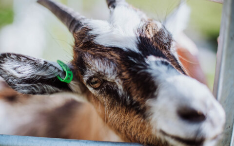 Image Not Found On Media Library