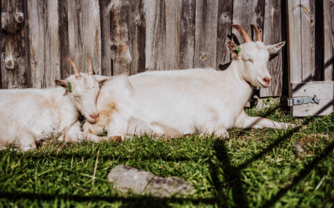 Image Not Found On Media Library