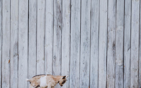 Image Not Found On Media Library