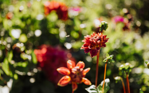 Image Not Found On Media Library