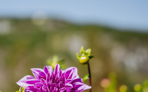 Image Not Found On Media Library