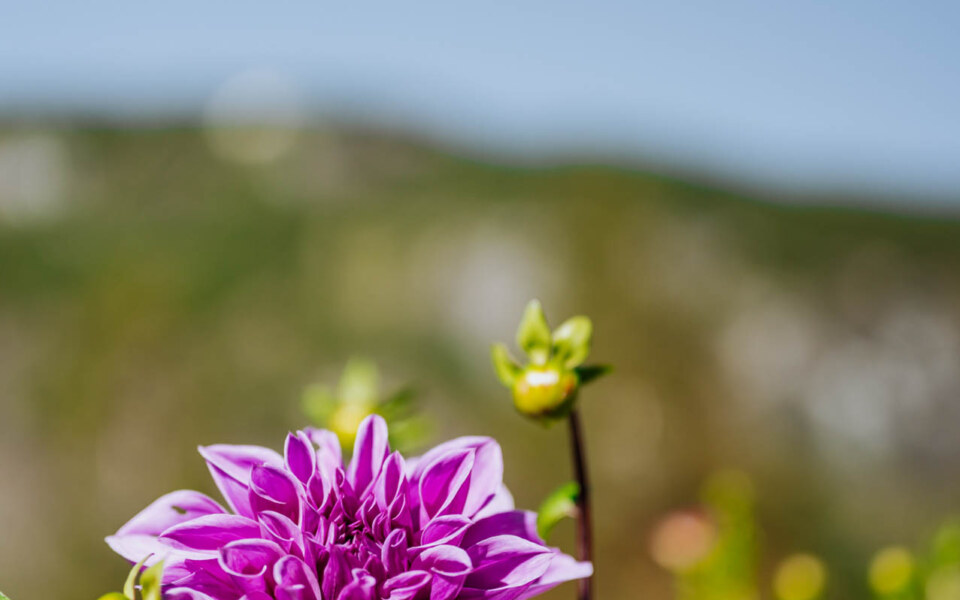 Image Not Found On Media Library