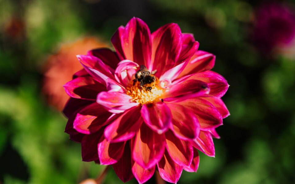 Image Not Found On Media Library