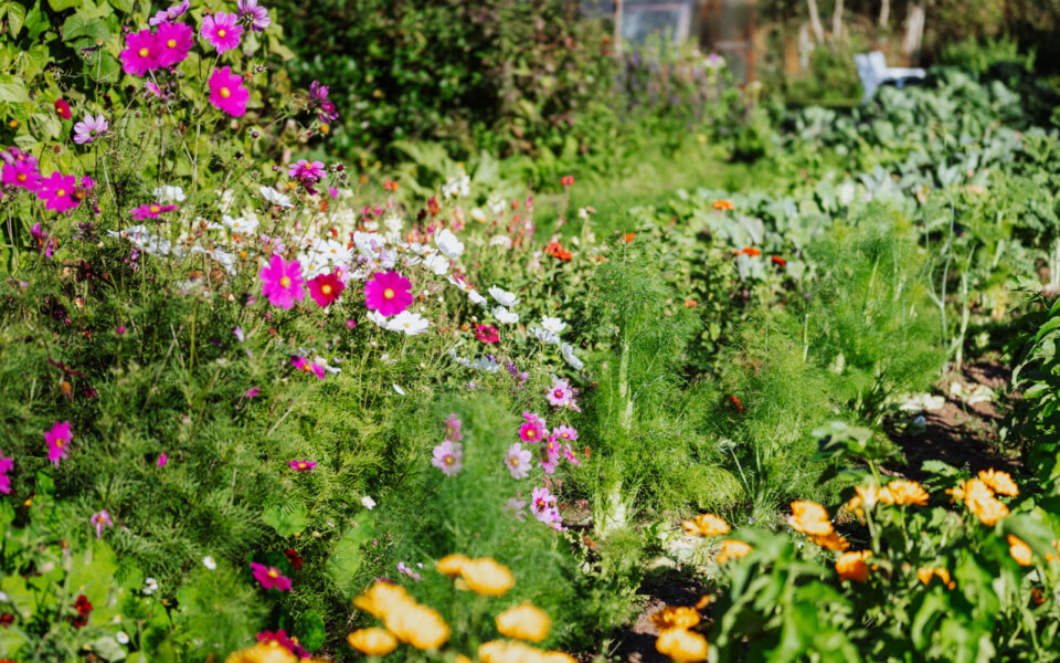 Image Not Found On Media Library