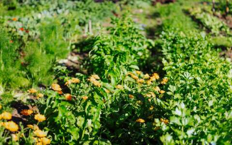 Image Not Found On Media Library