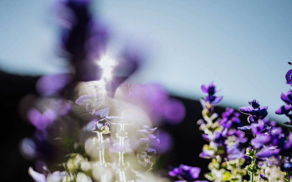 Image Not Found On Media Library