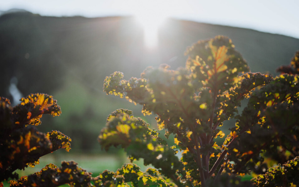 Image Not Found On Media Library