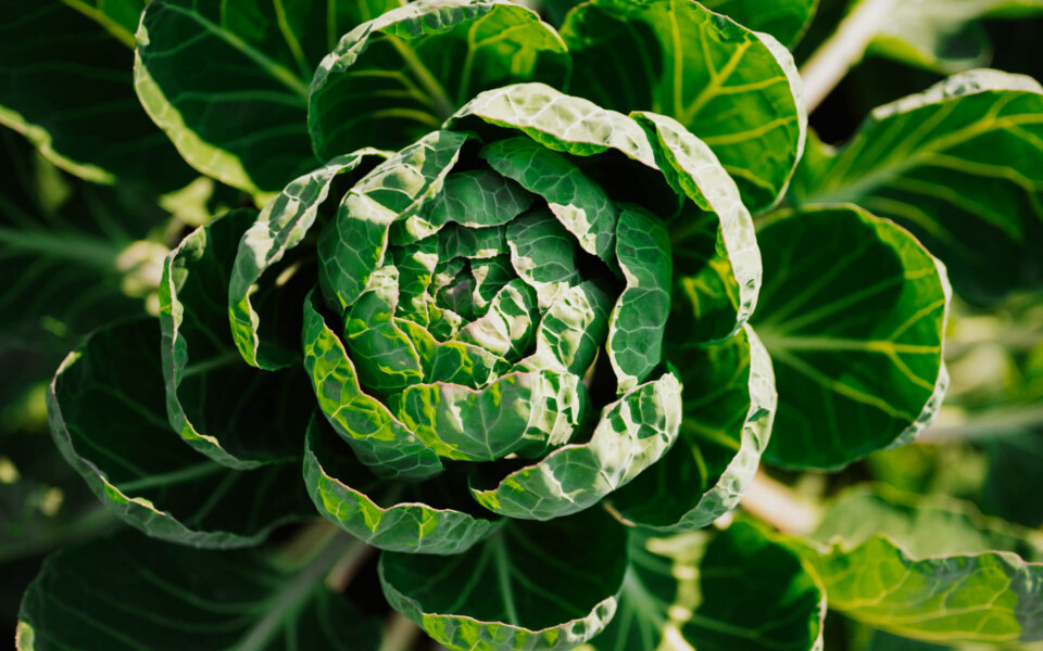 Image Not Found On Media Library