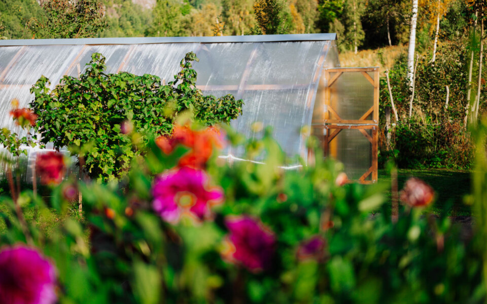 Image Not Found On Media Library