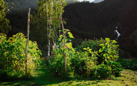 Image Not Found On Media Library