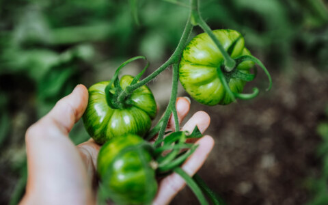 Image Not Found On Media Library