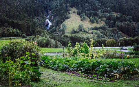 Image Not Found On Media Library