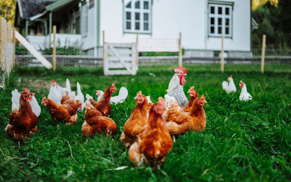 Image Not Found On Media Library