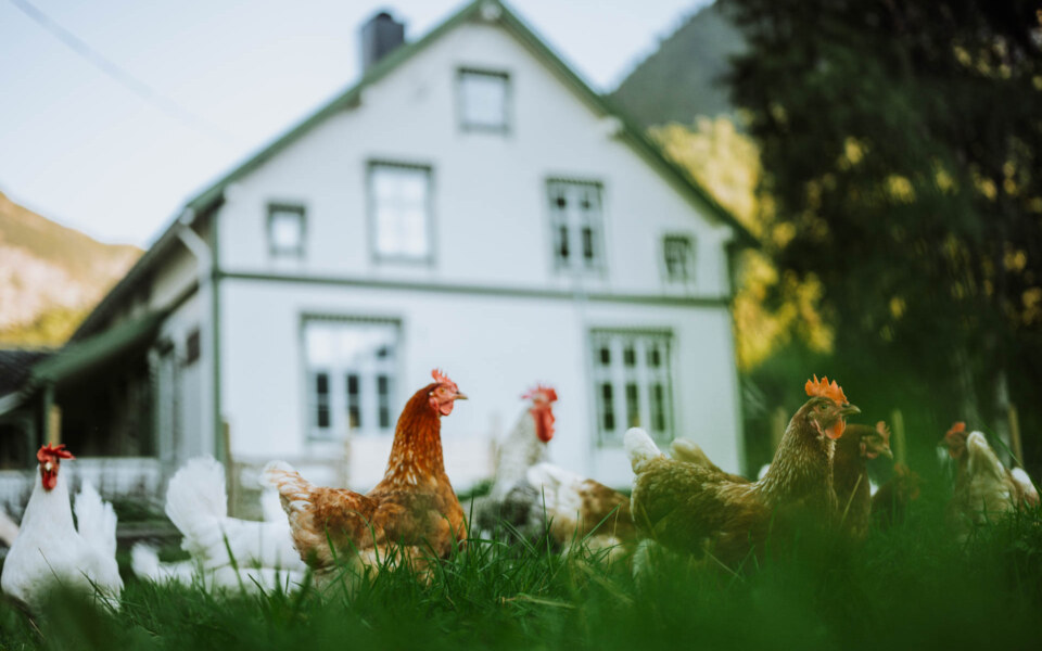 Image Not Found On Media Library