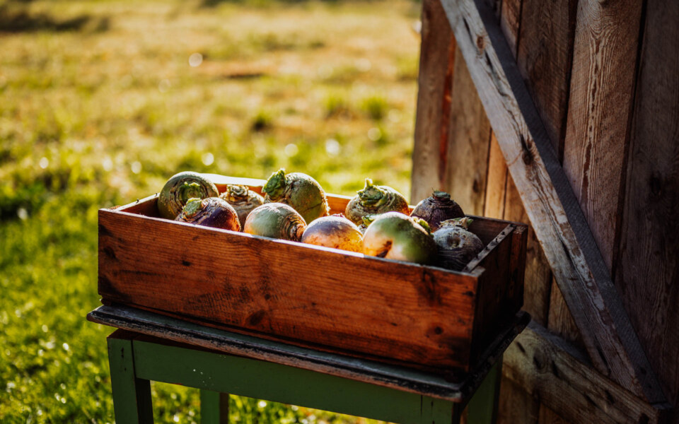 Image Not Found On Media Library