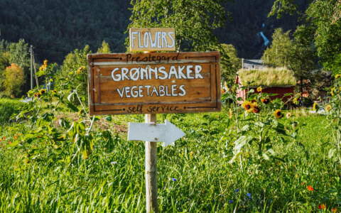 Image Not Found On Media Library