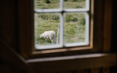 Image Not Found On Media Library