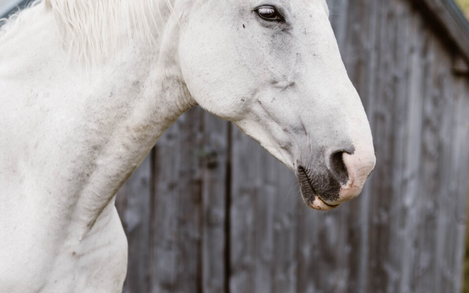 Image Not Found On Media Library