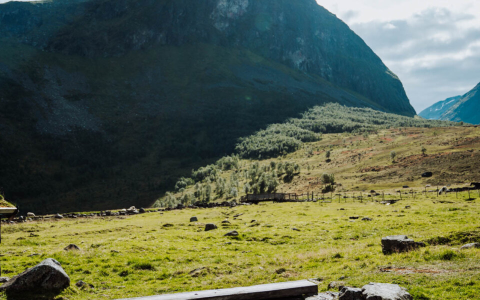 Image Not Found On Media Library