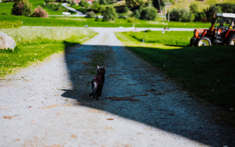 Image Not Found On Media Library