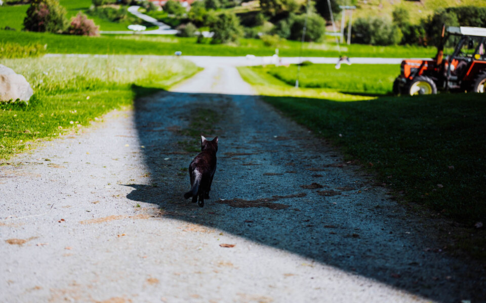 Image Not Found On Media Library